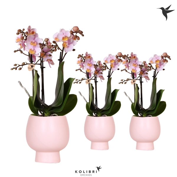 <h4>Kolibri Orchids Phalaenopsis pink 3 spike in Scandic pot nude</h4>