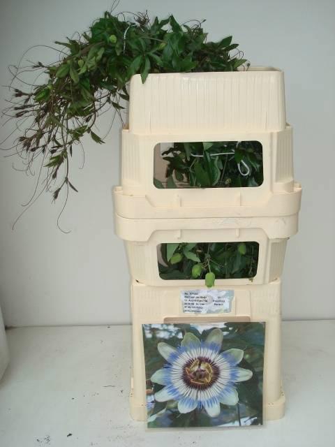 <h4>ZOMERBLOEM OV PASSIFLORA</h4>