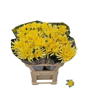 Chr G Topspin Yellow
