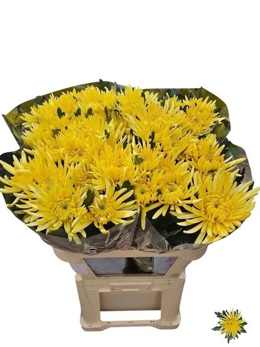 <h4>Chr G Topspin Yellow</h4>