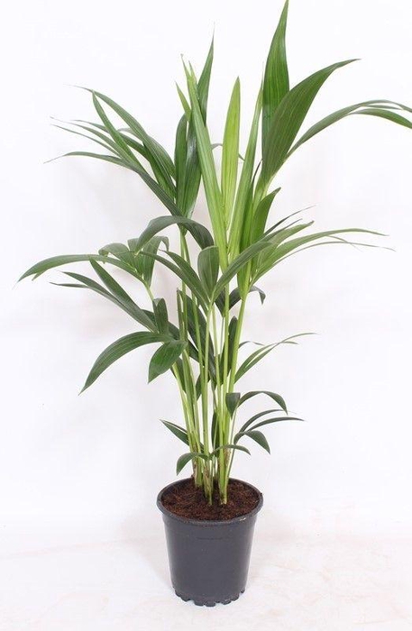 <h4>Howea forsteriana 4 per pot</h4>