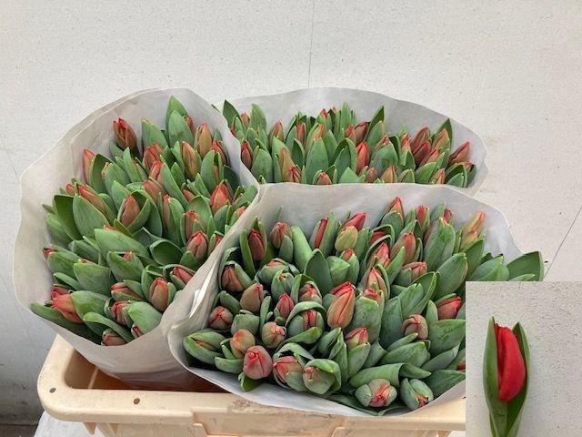 <h4>TU EN ESCAPE</h4>