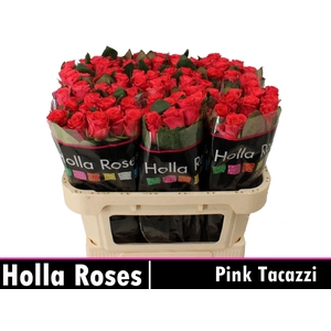R GR PINK TACAZZI+