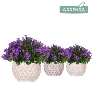 Campanula Addenda Ambella Intense purple in Marrakesh pot gold copper mix