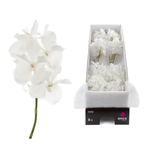 Vanda Kanchana Ansu No.1 X8