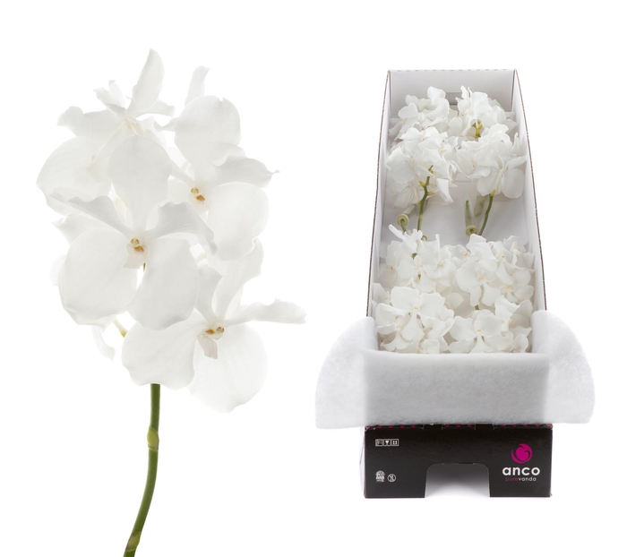 <h4>Vanda Kanchana Ansu No.1 X8</h4>