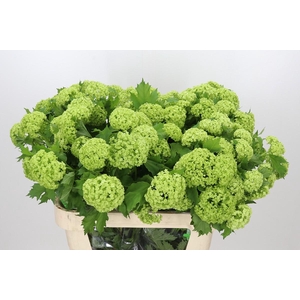 Viburnum Roseum