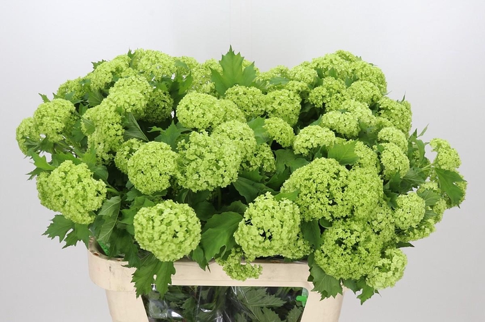 <h4>Viburnum Roseum</h4>