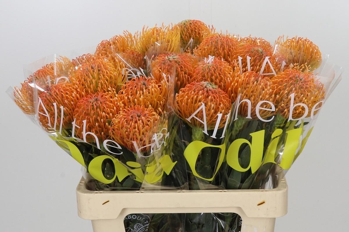 <h4>Nutans Ayoba Peach</h4>