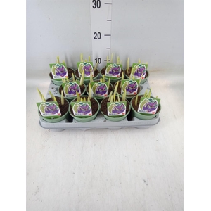 Iris reticulata 'Purple Gem'