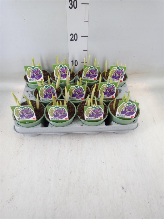 <h4>Iris reticulata 'Purple Gem'</h4>