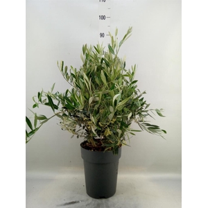 Olea europaea
