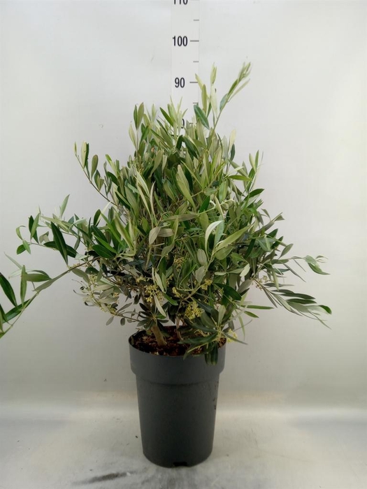 <h4>Olea europaea</h4>