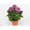Chrysant Zembla Desna