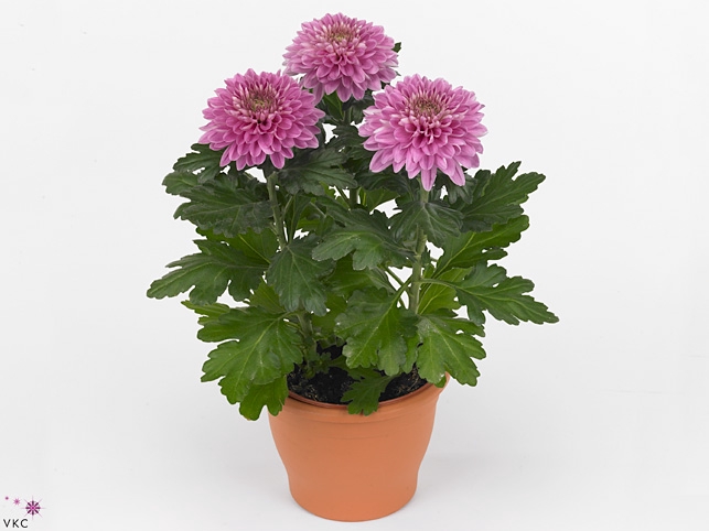 Chrysant Zembla Desna