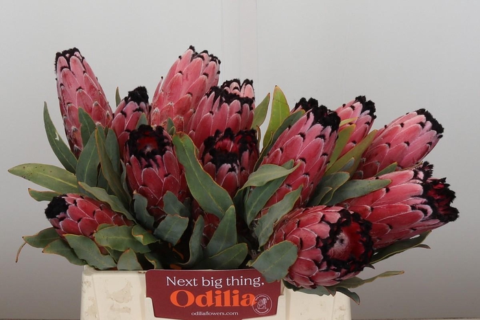 <h4>Protea Red Magic</h4>