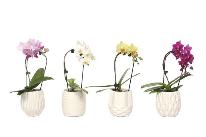 <h4>Dolomite Mix Tiny Dolls Cascade Mix 1T7+ Aqu@</h4>