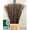 Salix Wilgenkatjes 70cm P Stem