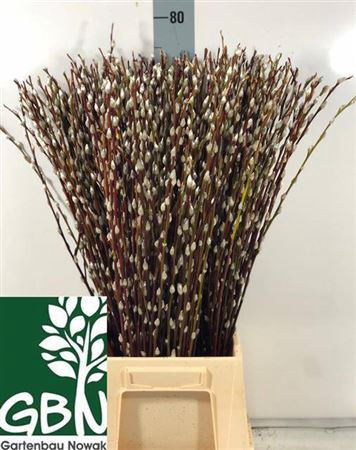 Salix Wilgenkatjes 70cm P Stem