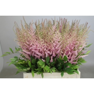 Astilbe Erika