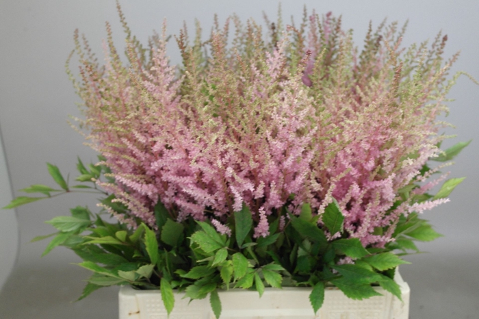 <h4>Astilbe Erika</h4>