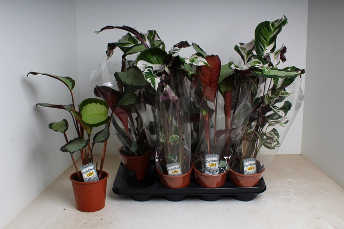 <h4>CALAT GEM 2 SRT</h4>