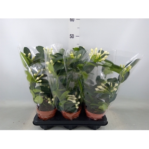 Stephanotis floribunda   ...