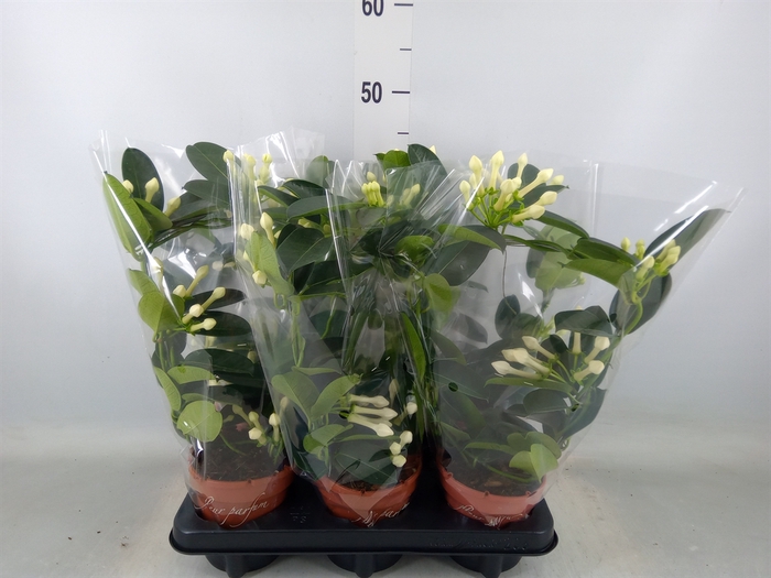 <h4>Stephanotis floribunda   ...</h4>