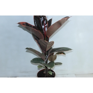 FICUS ELASTICA RUBY P17