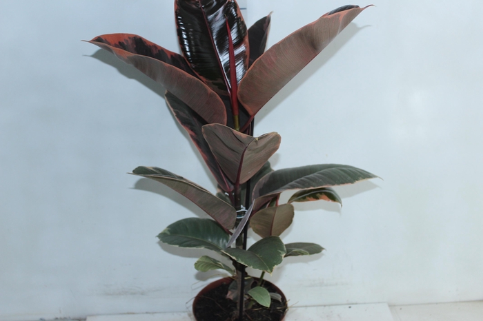 <h4>FICUS ELASTICA RUBY P17</h4>