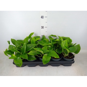 Epipremnum pinn. 'Aureum'