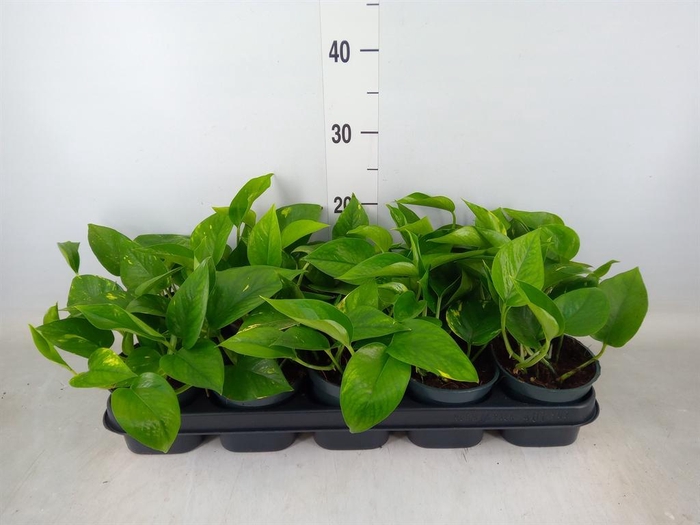 <h4>Epipremnum pinn. 'Aureum'</h4>