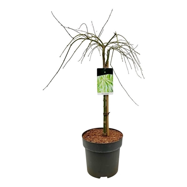 <h4>Acer pal. 'Dissectum'</h4>