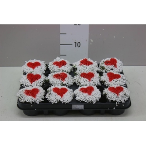 Nertera Gr Overig Hartje