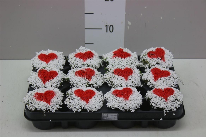 <h4>Nertera Gr Overig Hartje</h4>