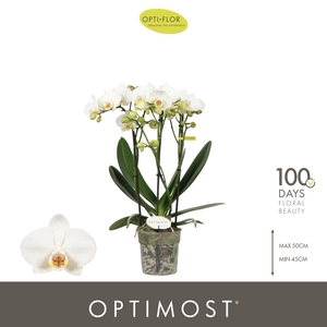 Optimost Helios 3 spike