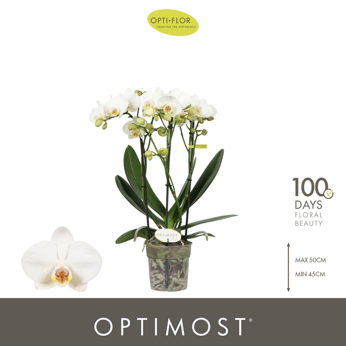 <h4>Optimost Helios 3 spike</h4>