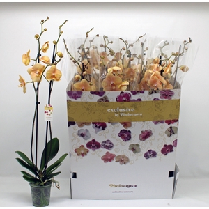 PHAL OV ORANJE