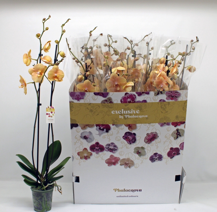 <h4>PHAL OV ORANJE</h4>