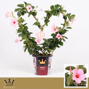 Mandevilla pink heart