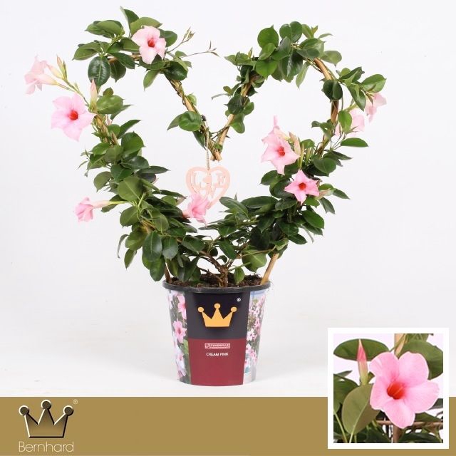 <h4>Mandevilla pink heart</h4>
