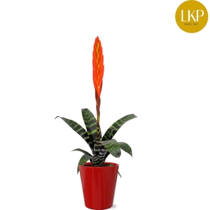 Vriesea Era Rood Coco