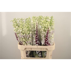 Delph El Dewi Siberia White