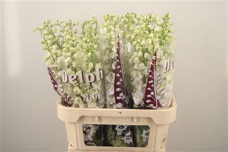 <h4>Delph El Dewi Siberia White</h4>