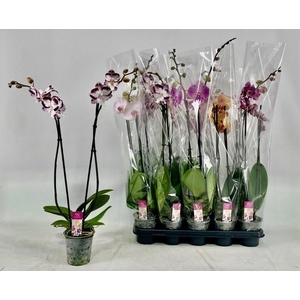 PHAL GEM