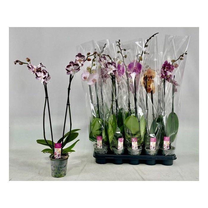 <h4>PHAL GEM</h4>