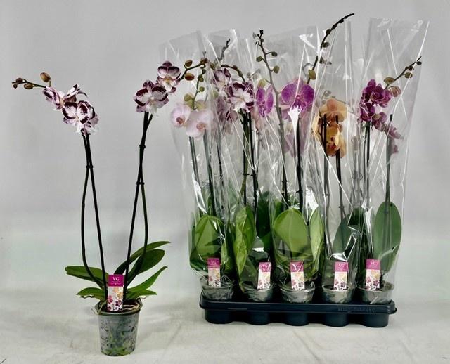 PHAL GEM