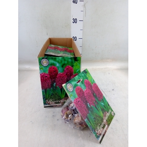 Hyacinthus   ...flowerbulbs