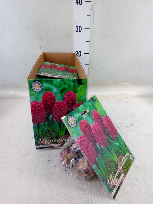 <h4>Hyacinthus   ...flowerbulbs</h4>