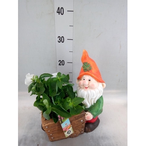 Arr.   Perkplanten L%